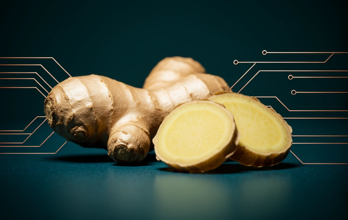 Structural texture of an Indonesian ginger root